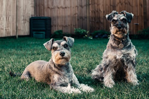 how to potty train a giant schnauzer